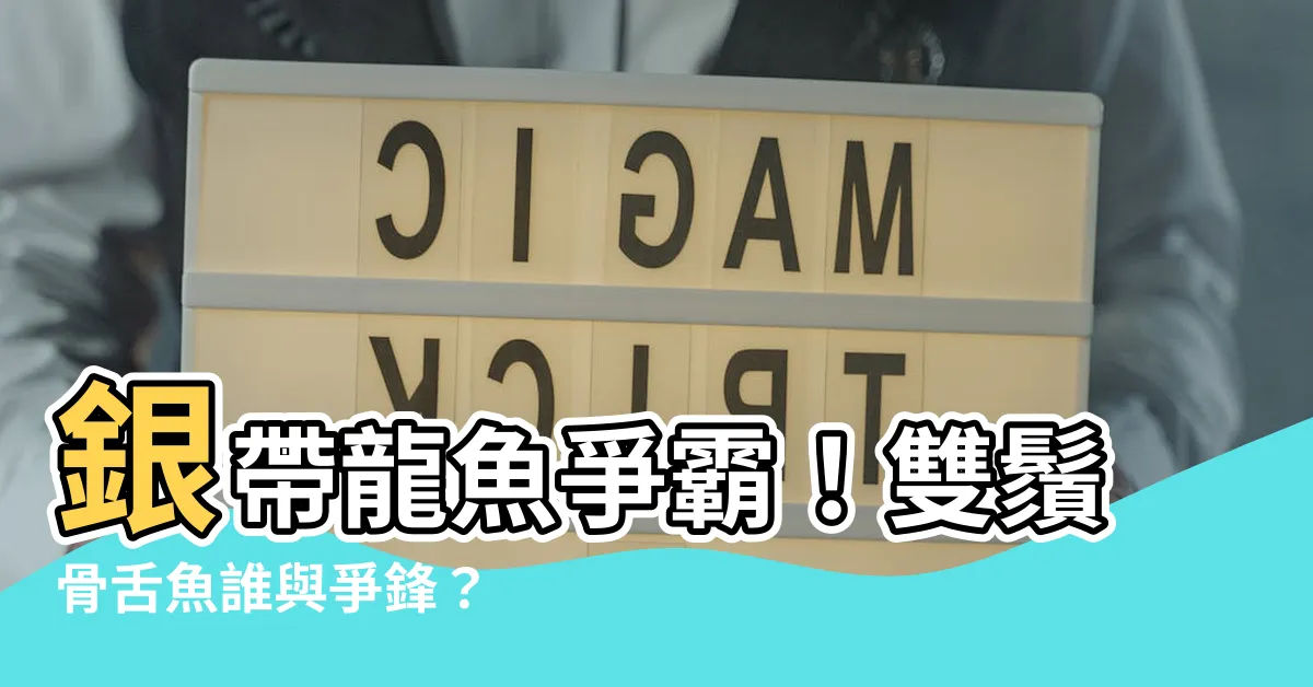 【銀帶龍魚】銀帶龍魚爭霸！雙鬚骨舌魚誰與爭鋒？